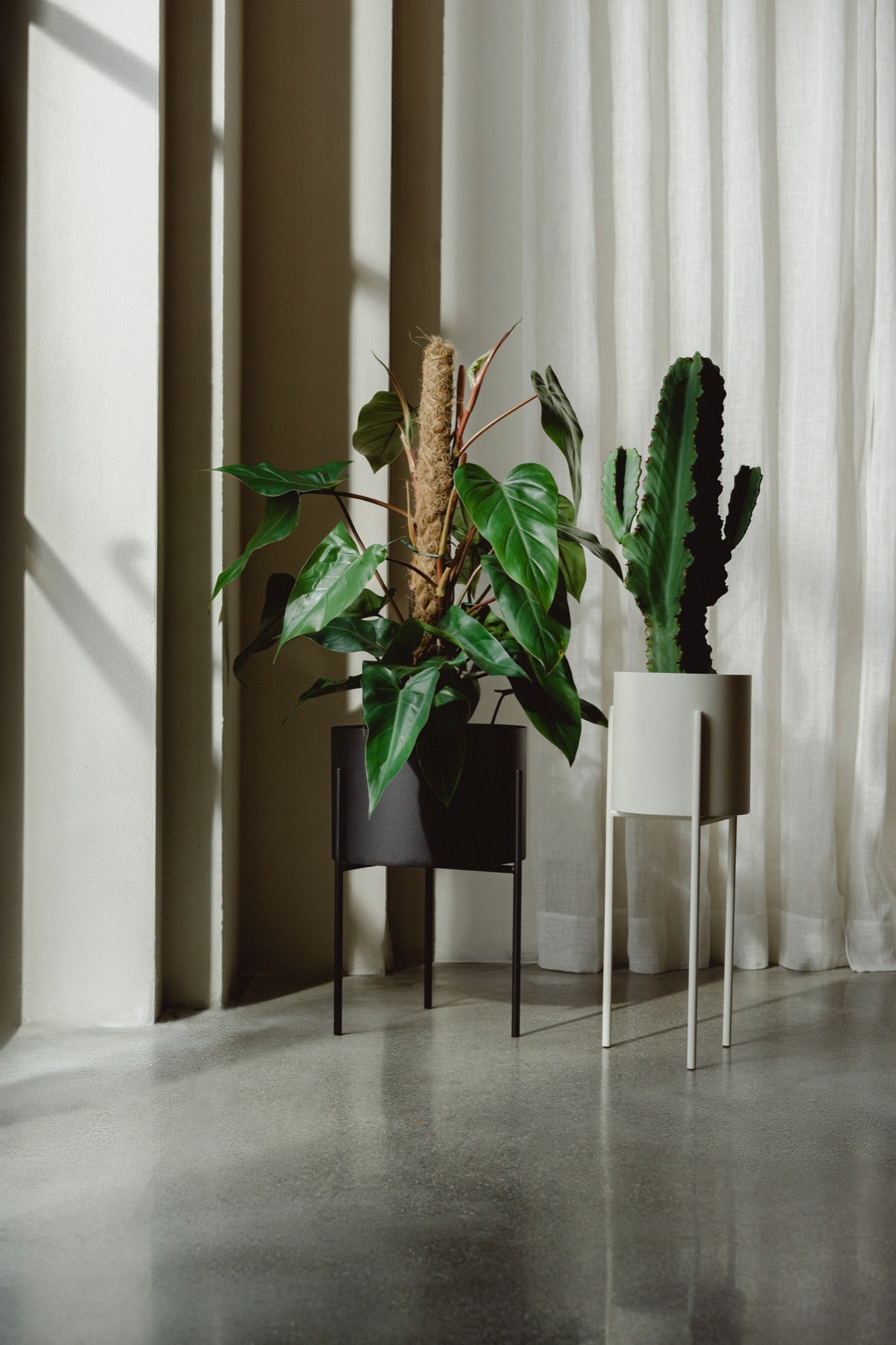 black indoor living-room plant-pots beige hallway 