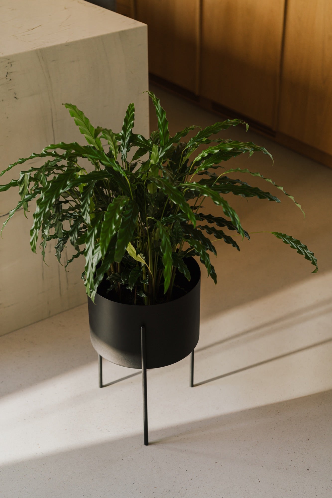 guide-cadeau noir pots de plantes pour l'intérieur de la maison Couloir 